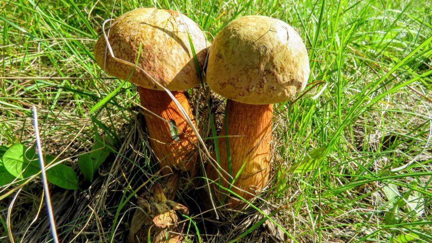 Дубовика оливково-бурий Дубовика оливково-бурий