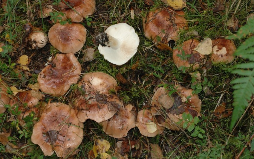 Рядовка погубленная