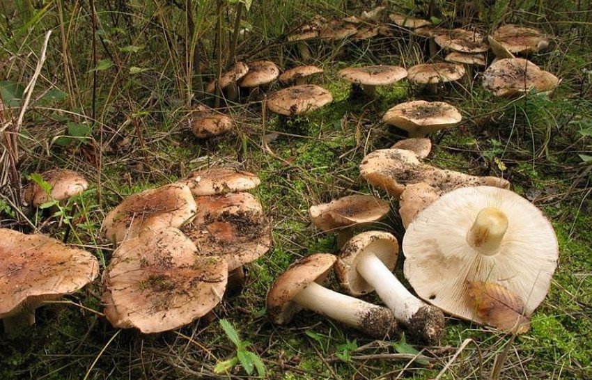 Гриб рядовка тополевая Гриб рядовка тополевая