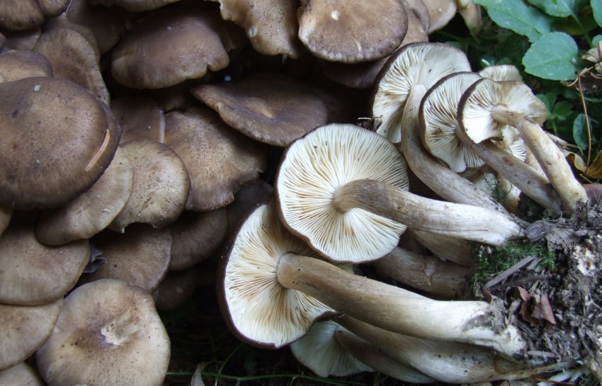 Їстівні рядовки