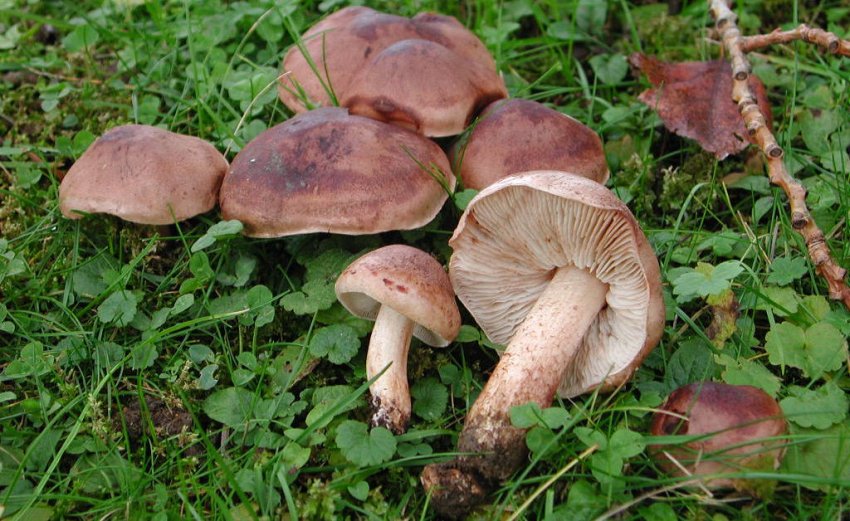 Тополевидная рядовка