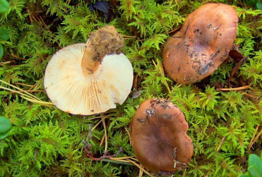 Біло-коричневі рядовки