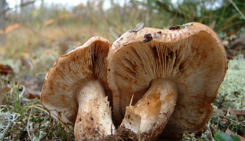 Гриб подтопольник Гриб подтопольник