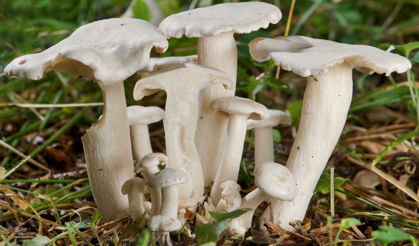 Рядовка біла