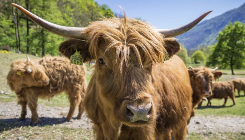 Хайленд Хайленд