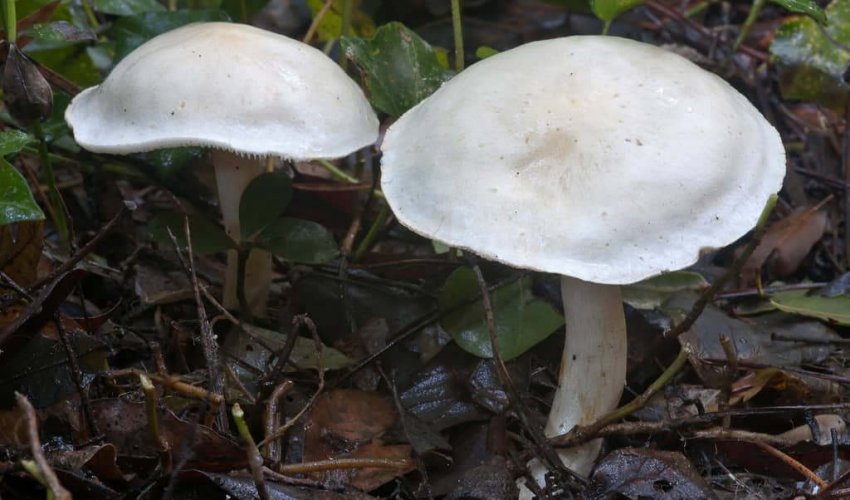 Гриби рядовка біла