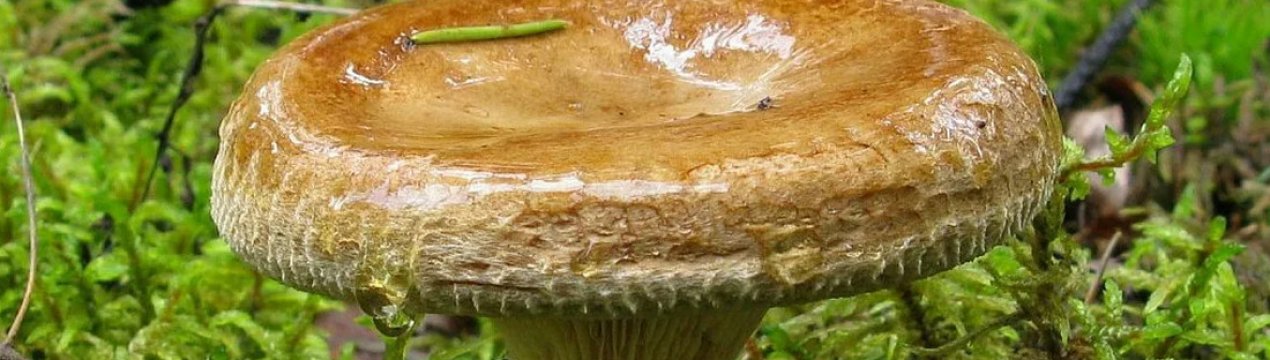 Чому свинушки вважають отруйними