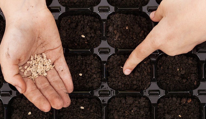 Загортання насіння