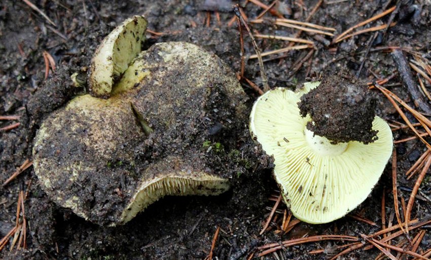 Гриб рядовка зелена Гриб рядовка зелена