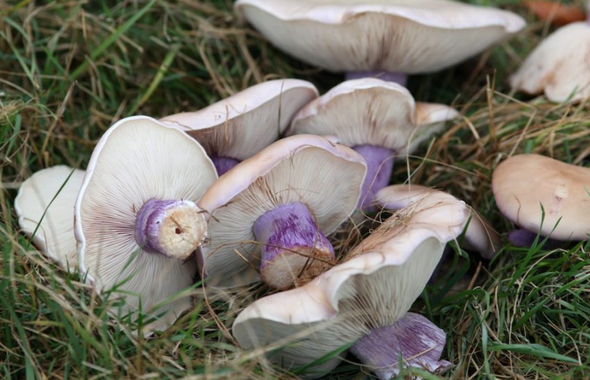 Рядовка синеножка Рядовка синеножка