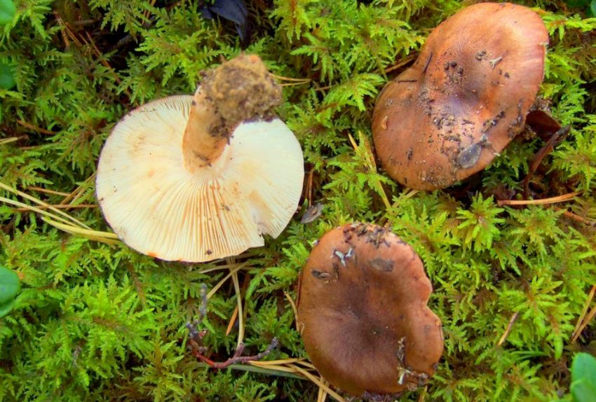 Рядовка біло-коричнева Рядовка біло-коричнева