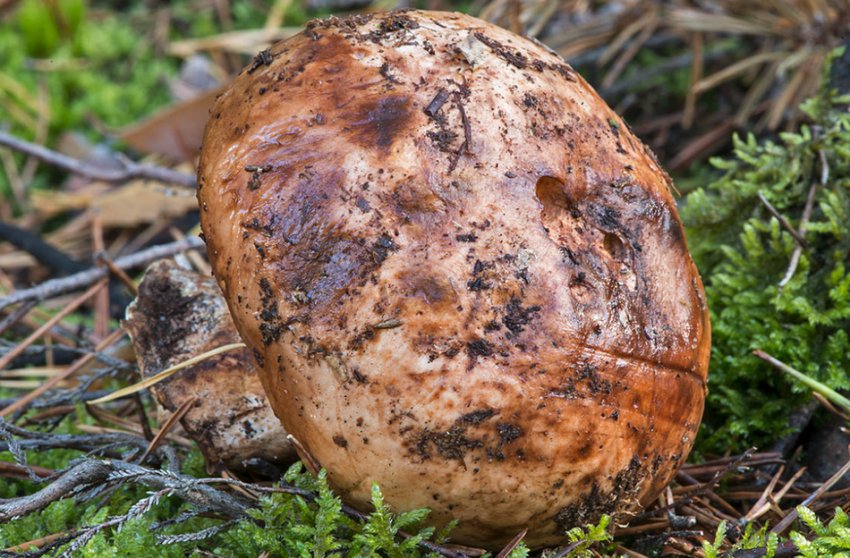Рядовка гігантська Рядовка гігантська