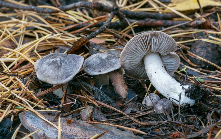 Рядовка землистая Рядовка землистая