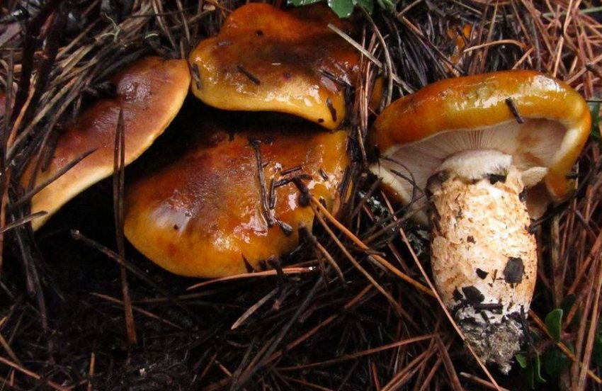 Рядовка опенковидная Рядовка опенковидная