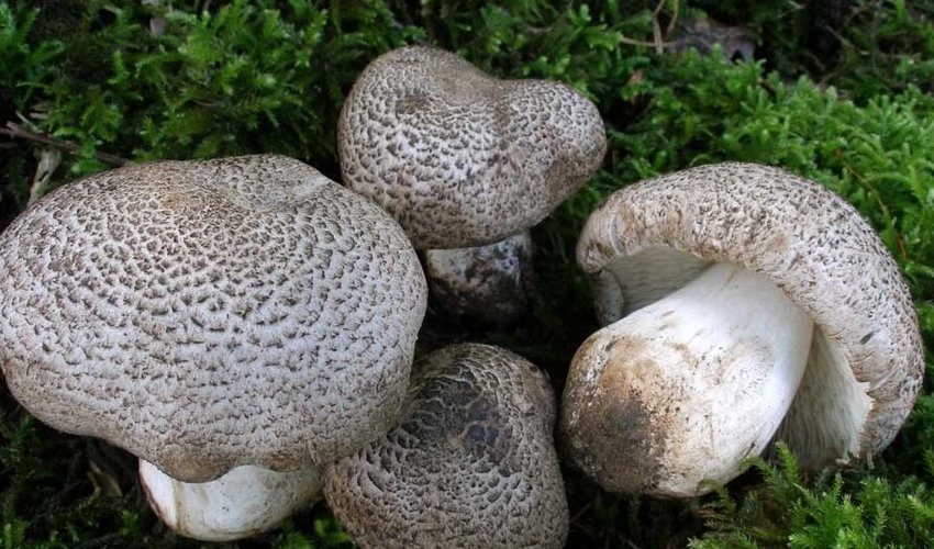 Рядовка тигрова Рядовка тигрова