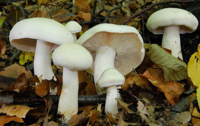 Рядовка біла Рядовка біла