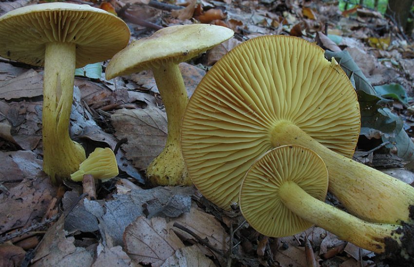 Рядовка сірчана Рядовка сірчана