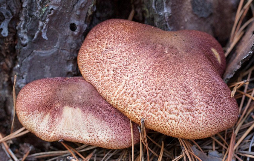 Рядовка рудувато-червона Рядовка рудувато-червона