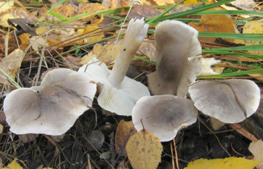 Рядовка мильна Рядовка мильна