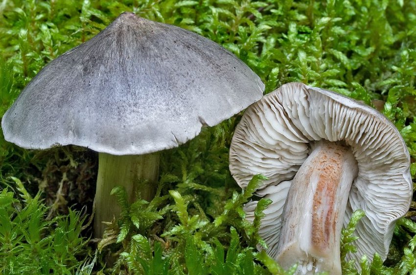 Рядовка загострена Рядовка загострена