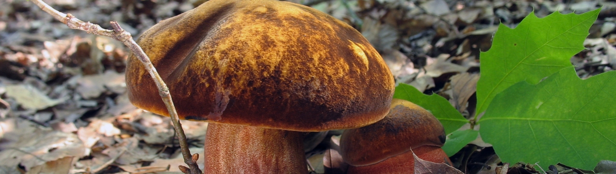 Крапчастий дубовик: використання в кулінарії і вирощування