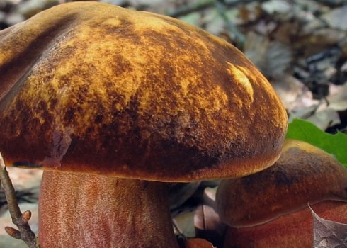 Крапчастий дубовик: використання в кулінарії і вирощування