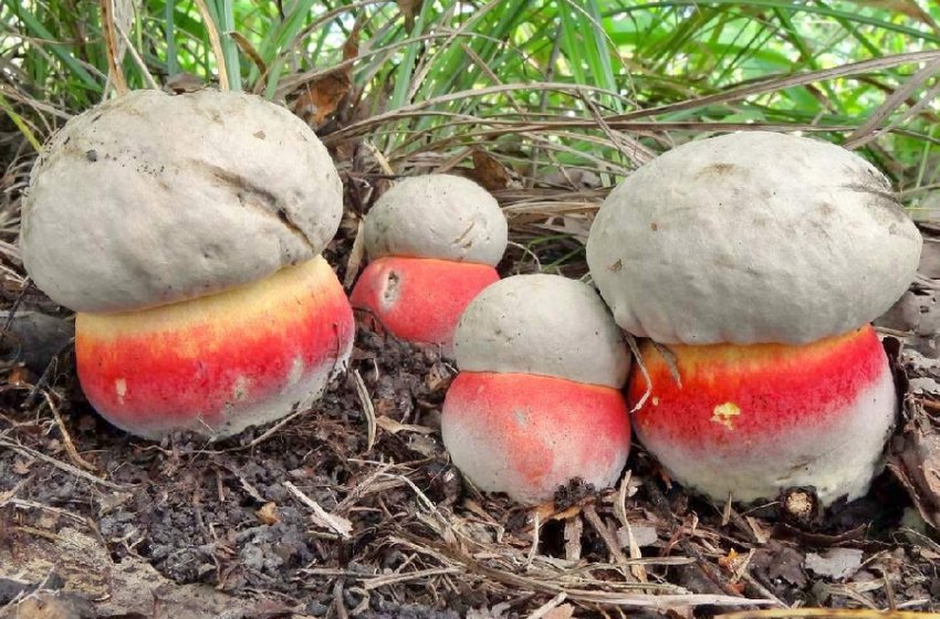 Сатанинський гриб Сатанинський гриб