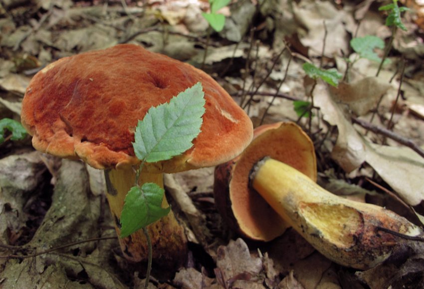 Дубовик Келі Дубовик Келі