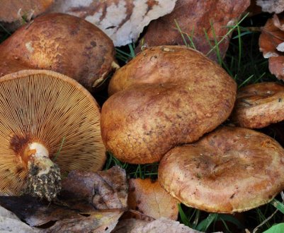 Дуньки: де і коли зростають, можна збирати, їстівні чи ні