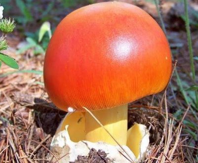 Цезарский гриб: опис, де росте і як виглядає