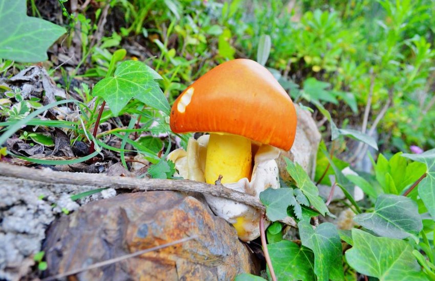 Царський гриб