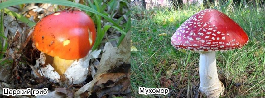 Царський гриб і мухомор