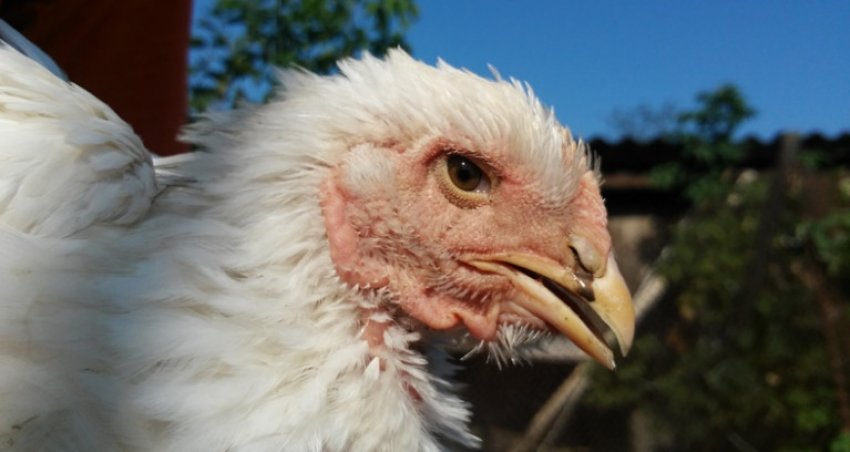 Хвороба Марека у курей