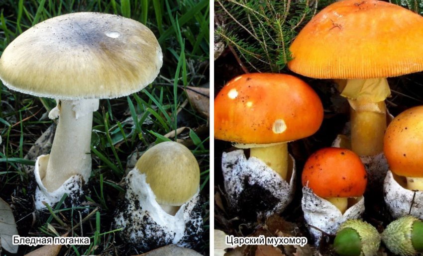 Бліда поганка і царський мухомор