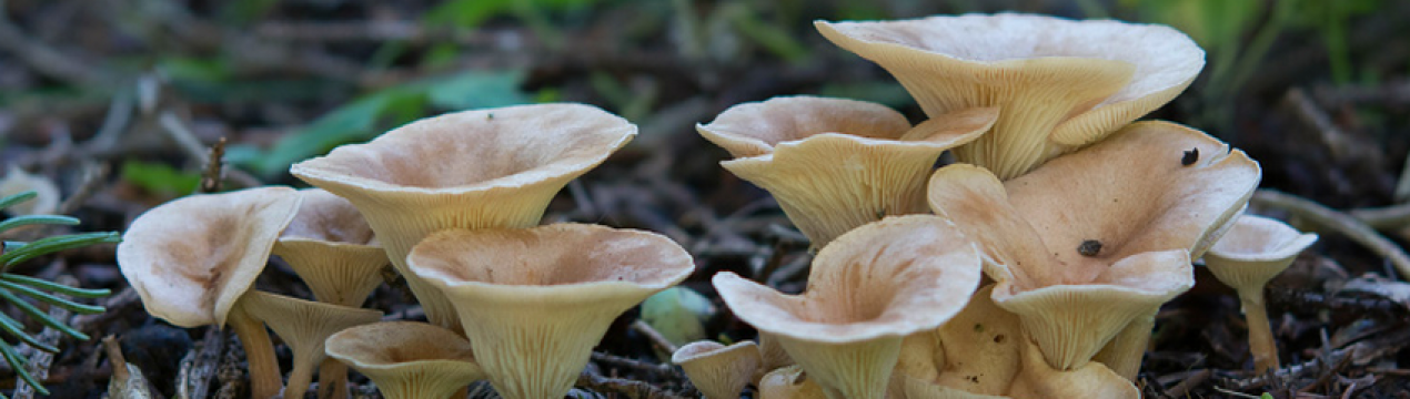 Опис і особливості застосування гриба говорушка ворончатая