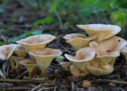 Опис і особливості застосування гриба говорушка ворончатая