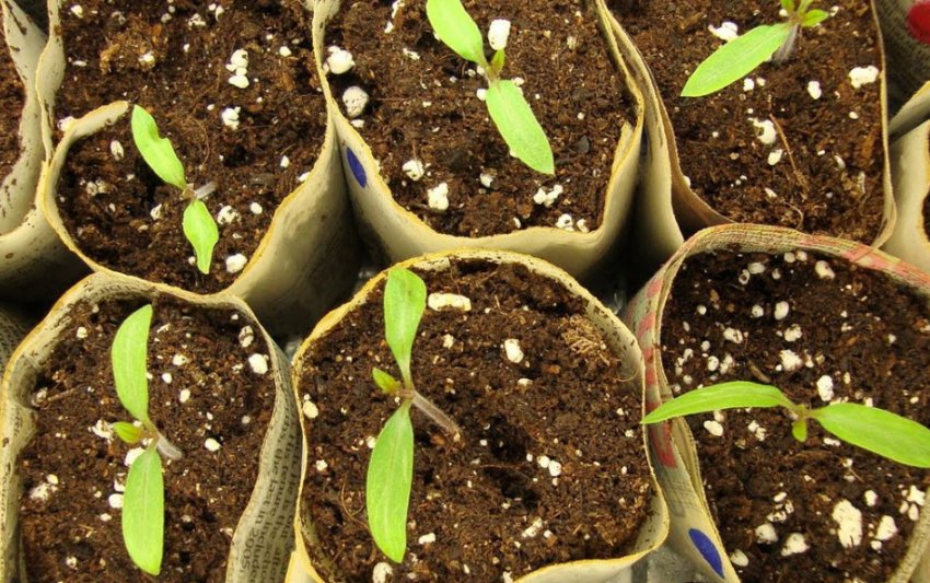 Догляд за рассаадой