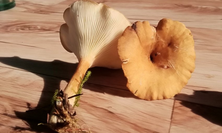 Гриби говорушка ворончатая Гриби говорушка ворончатая