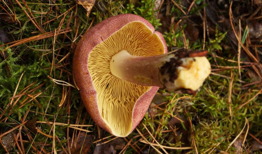 Рядовка червонувата Рядовка червонувата