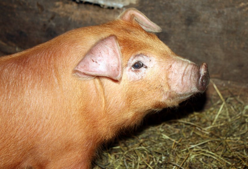 «Нива Переяславщини» закупила породистих датських свиней