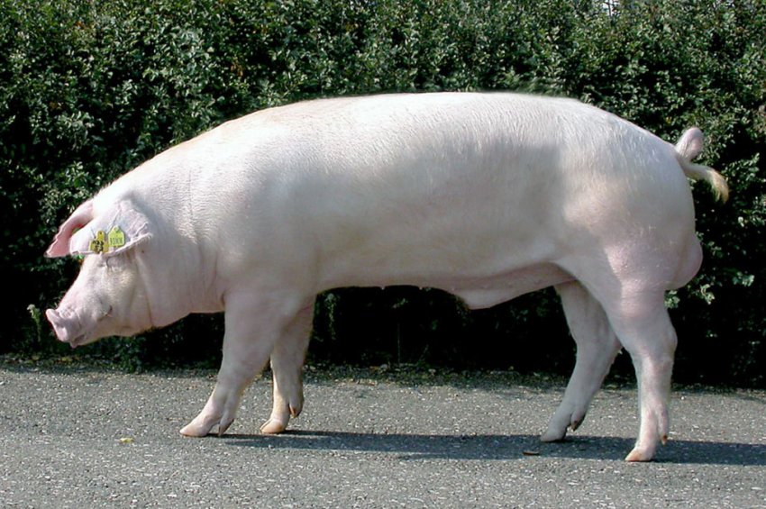 «Нива Переяславщини» закупила породистих датських свиней