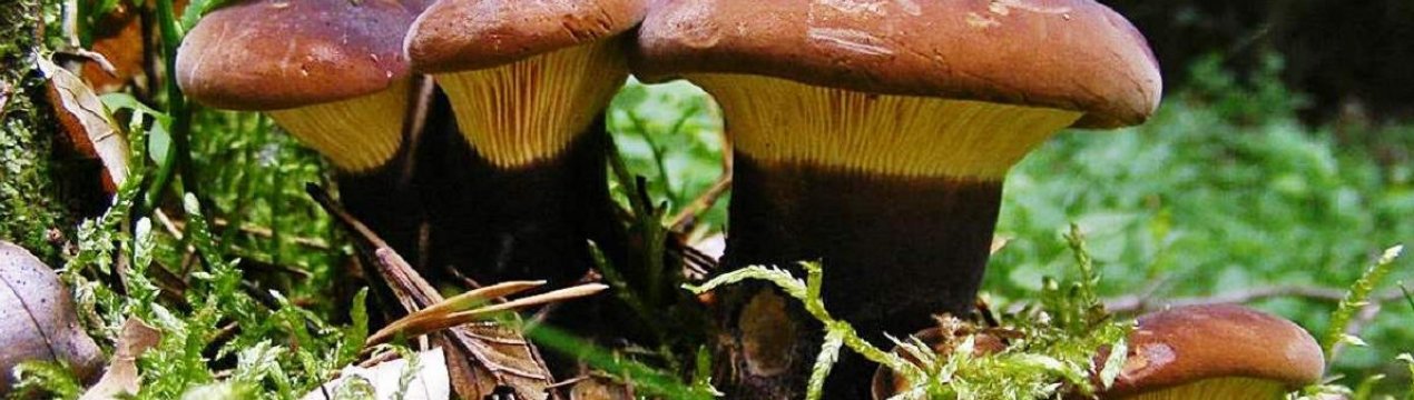 Як виглядає свинушка товста і як її відрізнити