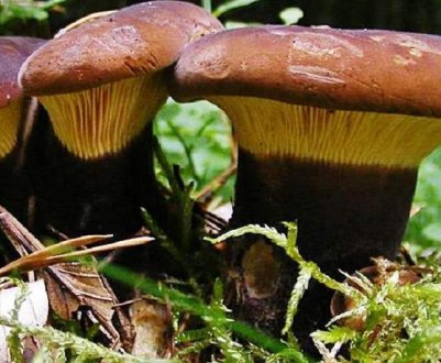 Як виглядає свинушка товста і як її відрізнити