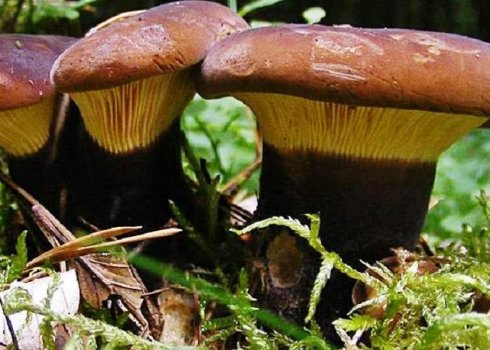 Як виглядає свинушка товста і як її відрізнити