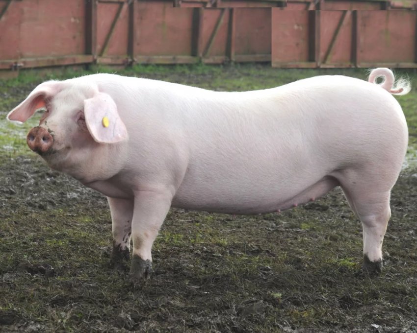 «Нива Переяславщини» закупила породистих датських свиней