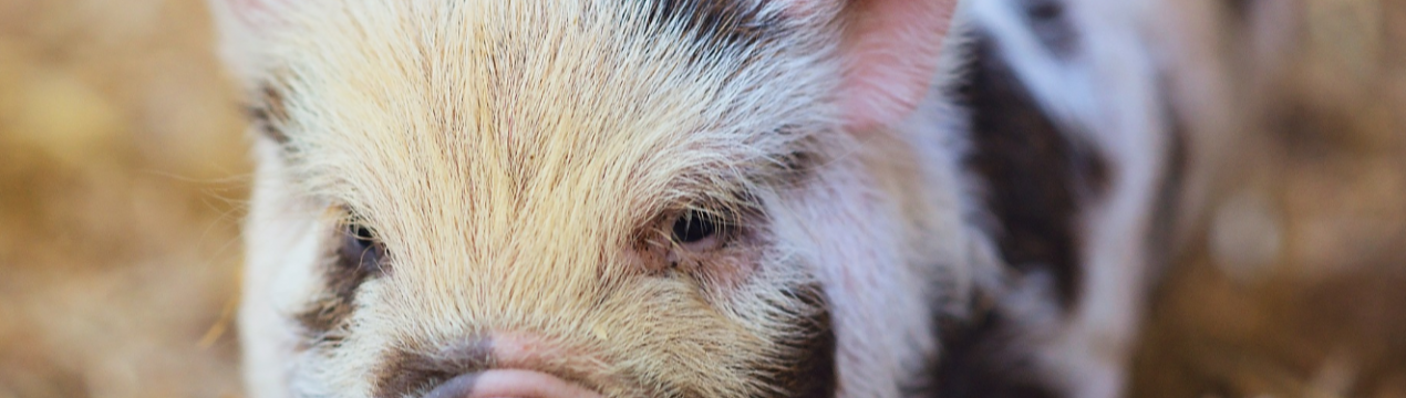 «Нива Переяславщини» закупила породистих датських свиней