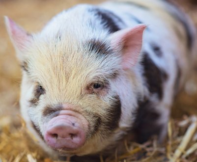 «Нива Переяславщини» закупила породистих датських свиней