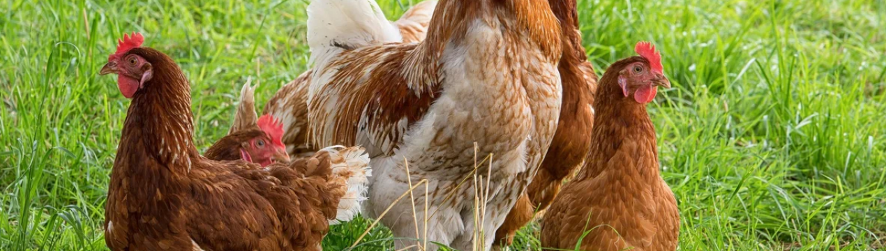 Через 2-4 року Володимир-Волинська птахофабрика відкриє новий переробний цех