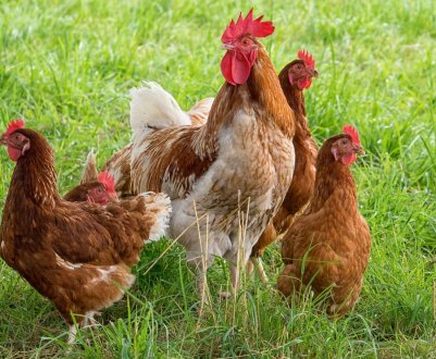 Через 2-4 року Володимир-Волинська птахофабрика відкриє новий переробний цех