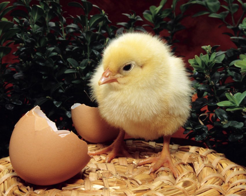 Через 2-4 року Володимир-Волинська птахофабрика відкриє новий переробний цех